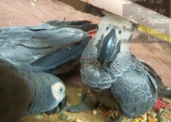 Three, including Ghanaian arrested for parrots trafficking