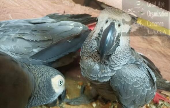 Three, including Ghanaian arrested for parrots trafficking