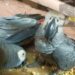 Three, including Ghanaian arrested for parrots trafficking