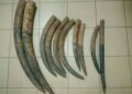 Gabon : Three Ivory Traffickers Arrested with Ten Elephant Tusks
