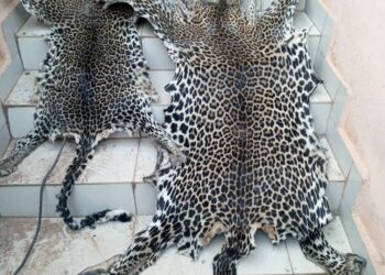 Two people including a Police Officer arrested with fresh leopard skins in Yaounde