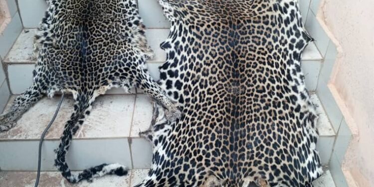 Two people including a Police Officer arrested with fresh leopard skins in Yaounde