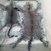 Two people including a Police Officer arrested with fresh leopard skins in Yaounde