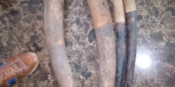 GABON : Libreville Special Court Convicts Four Ivory Traffickers