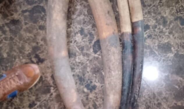 GABON : Libreville Special Court Convicts Four Ivory Traffickers