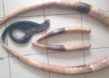 GABON : Two Suspected Ivory Traffickers Arrested in Libreville