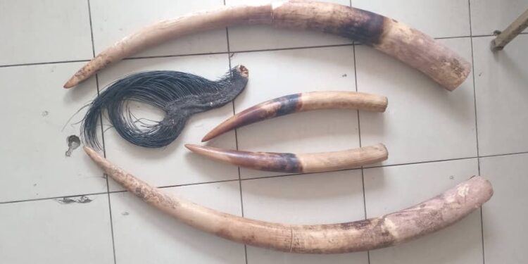 GABON : Two Suspected Ivory Traffickers Arrested in Libreville