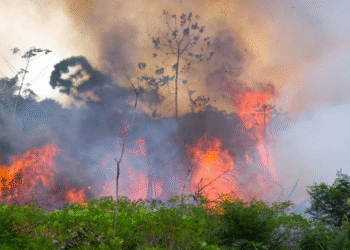 The Vanishing Wild: Earth Has Lost an Area of Intact Forest the Size of Mexico Since 2000