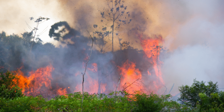The Vanishing Wild: Earth Has Lost an Area of Intact Forest the Size of Mexico Since 2000