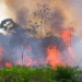 The Vanishing Wild: Earth Has Lost an Area of Intact Forest the Size of Mexico Since 2000