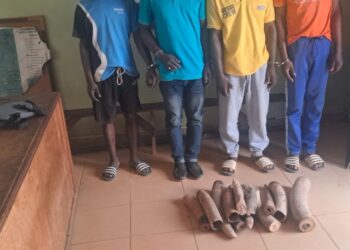 Gabon : Three People Arrested and Six Elephant Tusks Seized in Ovan