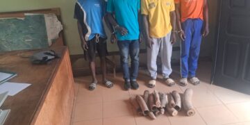 Gabon : Three People Arrested and Six Elephant Tusks Seized in Ovan