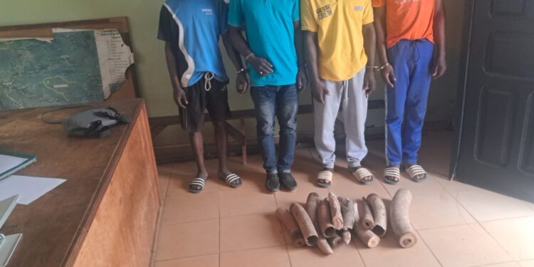 Gabon : Three People Arrested and Six Elephant Tusks Seized in Ovan