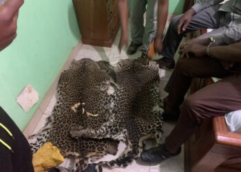 The “Panthers of Gabon”: A Threatened Symbol of the National Football Team