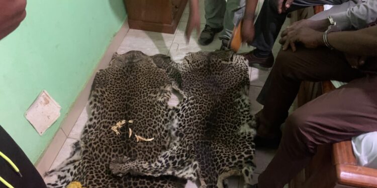 The “Panthers of Gabon”: A Threatened Symbol of the National Football Team