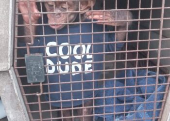 Four People Arrested in Libreville with a Chimpanzee