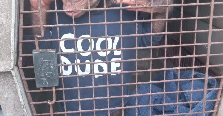 Four People Arrested in Libreville with a Chimpanzee