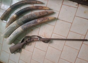 In Gabon, the demand for ivory remains unabated