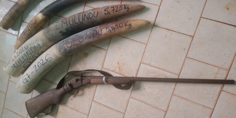 In Gabon, the demand for ivory remains unabated