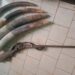 In Gabon, the demand for ivory remains unabated